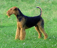 Airedale Terrier