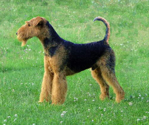 Airedale Terrier Foto